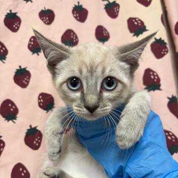 Elena -  Domestic Short Hair Cat for Adoption in San Antonio, Texas - Elena | PetCurious