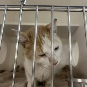 Patek -  Domestic Short Hair Cat for Adoption in Philadelphia, Pennsylvania - Patek | PetCurious