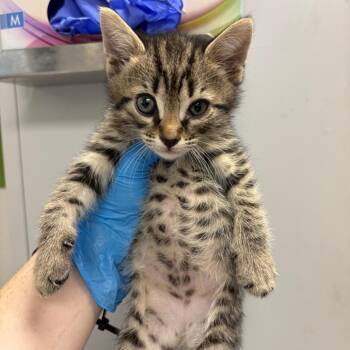Domestic Short Hair Cats Available for Adoption in Columbiana, Alabama - Warheads | PetCurious