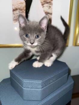 Domestic Short Hair Cats Available for Adoption in Columbia, South Carolina - Marie-Pierre | PetCurious