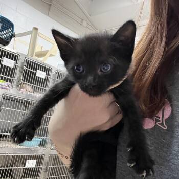 Astrid -  Domestic Short Hair Cat for Adoption in Ardmore, Oklahoma - Astrid | PetCurious