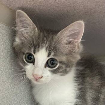 Doris -  Domestic Short Hair Cat for Adoption in Newark, New Jersey - Doris | PetCurious