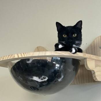 *Candyman -  Domestic Short Hair Cat for Adoption in Huntsville, Alabama - *Candyman | PetCurious