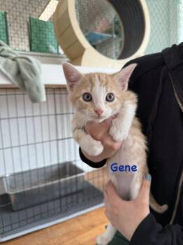 Gene (Bob’s Burgers Litter) -  Domestic Short Hair Cat for Adoption in Telford, Pennsylvania - Gene (Bob’s Burgers Litter) | PetCurious