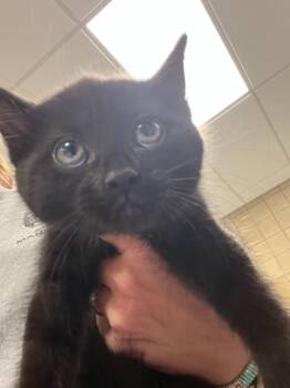 Domestic Short Hair Cats Available for Adoption in Greenfield, Indiana - Bubbles | PetCurious