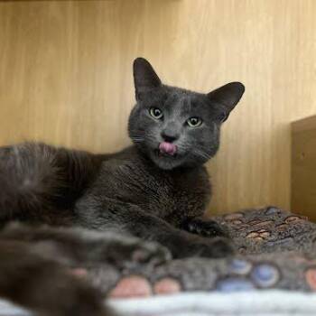 Domestic Short Hair Cats Available for Adoption in Tustin, California - Wattson | PetCurious