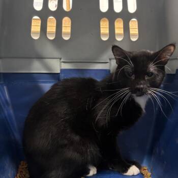 Scrappy -  Domestic Short Hair Cat for Adoption in Spokane, Washington - Scrappy | PetCurious