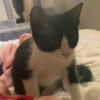 Rescue Domestic Short Hair Cats for Adoption in Grantsville, Utah - Sierra | PetCurious