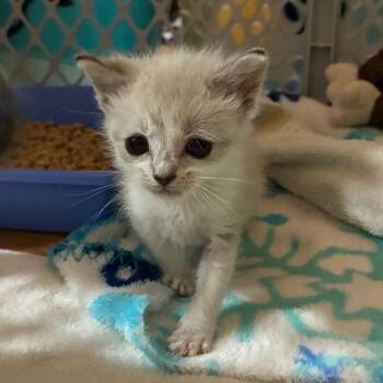 Glinda -  Domestic Short Hair Cat for Adoption in Lynchburg, Virginia - Glinda | PetCurious