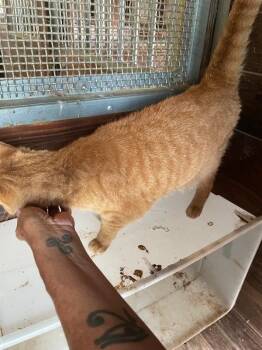 Carrot Cake -  Domestic Short Hair Cat for Adoption in Cincinnati, Ohio - Carrot Cake | PetCurious