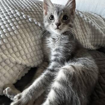 Domestic Short Hair Cats Available for Adoption in San Tan Valley, Arizona - Pip | PetCurious