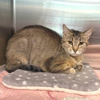 Chatty Cathy -  Domestic Short Hair Cat for Adoption in Belleville, Illinois - Chatty Cathy | PetCurious