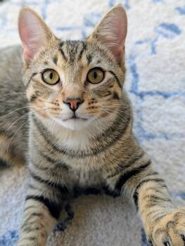 Rescue Domestic Short Hair Cats for Adoption in Louisa, Virginia - Reggie | PetCurious