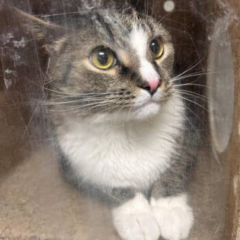 Domestic Short Hair Cats Available for Adoption - Ollie Ale | PetCurious