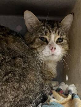 Domestic Short Hair Cats Available for Adoption in Westminster, Maryland - ROCKY | PetCurious