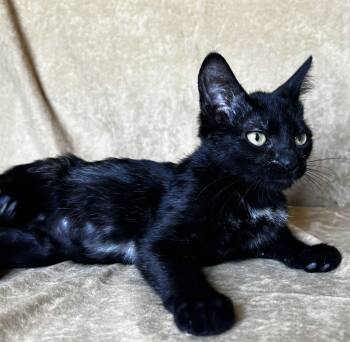 Julie -  Domestic Short Hair Cat for Adoption in Liverpool, Texas - Julie | PetCurious