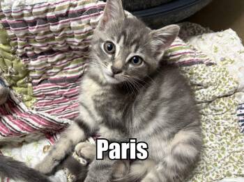 Paris -  Domestic Medium Hair Cat for Adoption in Oak Bluffs, Massachusetts - Paris | PetCurious