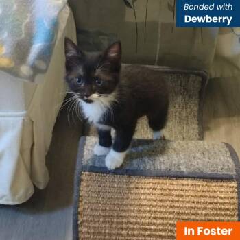 Gooseberry -  Domestic Short Hair Cat for Adoption in Baltimore, Maryland - Gooseberry | PetCurious