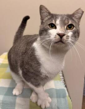 Domestic Short Hair Cats Available for Adoption in Ocala, Florida - Eugene | PetCurious