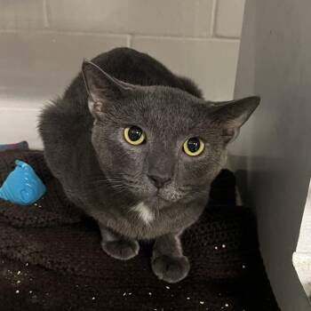 David -  Domestic Short Hair Cat for Adoption in Fairport, New York - David | PetCurious