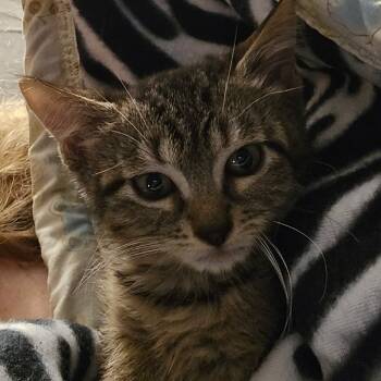 Rescue Domestic Short Hair Cats for Adoption in Canton, Illinois - Duke | PetCurious