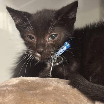 H213100 Gojo -  Domestic Short Hair Cat for Adoption in Port Washington, New York - H213100 Gojo | PetCurious