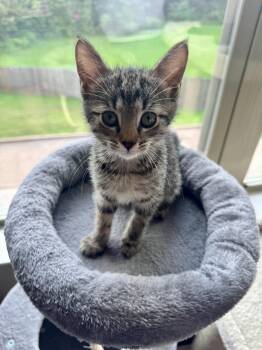 Blue Cheese -  Domestic Short Hair Cat for Adoption in Rossville, Tennessee - Blue Cheese | PetCurious