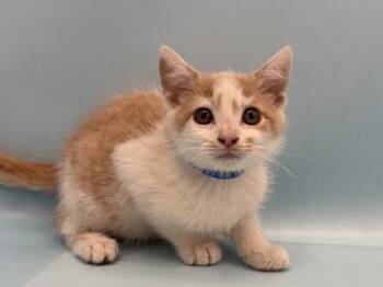 Everest -  Domestic Short Hair Cat for Adoption in Golden Valley, Minnesota - Everest | PetCurious