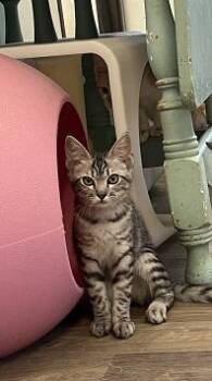 Kitten 28055 (Jam) -  Tabby Cat for Adoption in Parlier, California - Kitten 28055 (Jam) | PetCurious