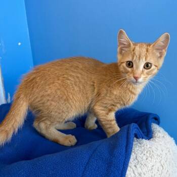 Tippy -  Domestic Short Hair Cat for Adoption in Mankato, Minnesota - Tippy | PetCurious