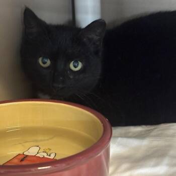American Shorthair Cats Available for Adoption in Freeport, Florida - Jody | PetCurious