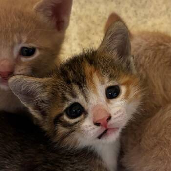 Domestic Short Hair Cats Available for Adoption - Ada | PetCurious