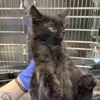 Bing (Green) -  Domestic Short Hair Cat for Adoption in Greensboro, North Carolina - Bing (Green) | PetCurious