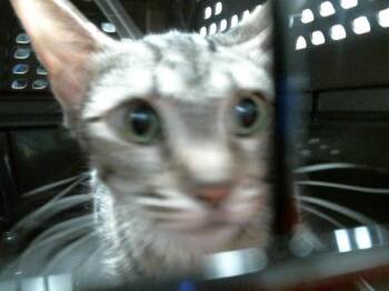 DORINDA -  Domestic Short Hair Cat for Adoption in Houston, Texas - DORINDA | PetCurious