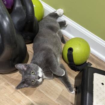 Rescue American Shorthair Cats for Adoption in Greenfield, Indiana - Cosmo | PetCurious