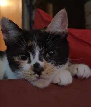 Baby -  Domestic Short Hair Cat for Adoption in North East, Maryland - Baby | PetCurious