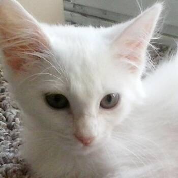 Shiney -  Domestic Short Hair Cat for Adoption in Morganton, North Carolina - Shiney | PetCurious