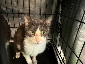 Domestic Short Hair Cats Available for Adoption in Antioch, California - KATMAI | PetCurious
