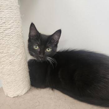 Ziti -  Domestic Short Hair Cat for Adoption in Brockton, Massachusetts - Ziti | PetCurious