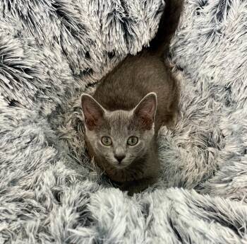 Dusky26 -  Domestic Short Hair Cat for Adoption in Youngsville, North Carolina - Dusky26 | PetCurious