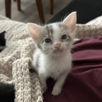 Pony -  Domestic Short Hair Cat for Adoption in San Antonio, Texas - Pony | PetCurious