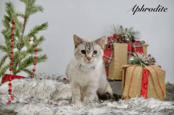 Rescue Siamese Cats for Adoption in Sevierville, Tennessee - Aphrodite | PetCurious