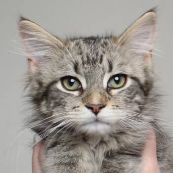 Domestic Medium Hair Cats Available for Adoption in Minnetonka, Minnesota - Jay C69540 | PetCurious