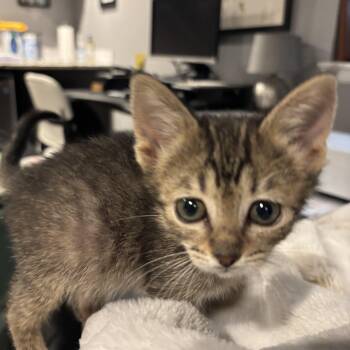 Tai Treece -  Domestic Short Hair Cat for Adoption in Morrison, Colorado - Tai Treece | PetCurious