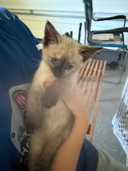 Millie SF -  Siamese Cat for Adoption in Newaygo, Michigan - Millie SF | PetCurious