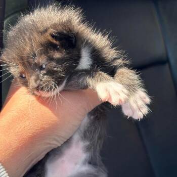 Randall -  Domestic Short Hair Cat for Adoption in Nampa, Idaho - Randall | PetCurious