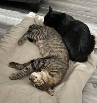 Rescue American Shorthair Cats for Adoption in Elk Grove, California - Sun (Bonded With Moon) | PetCurious