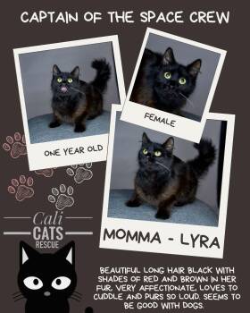 Domestic Long Hair Cats Available for Adoption in Bethel Park, Pennsylvania - Lyra | PetCurious