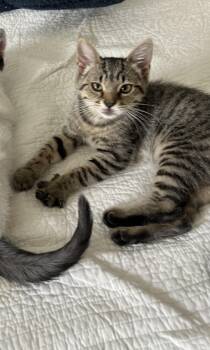 Elaine Benes -  Domestic Short Hair Cat for Adoption in Richmond, Virginia - Elaine Benes | PetCurious