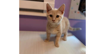 Rescue Domestic Short Hair Cats for Adoption in New Cumberland, West Virginia - Acker | PetCurious